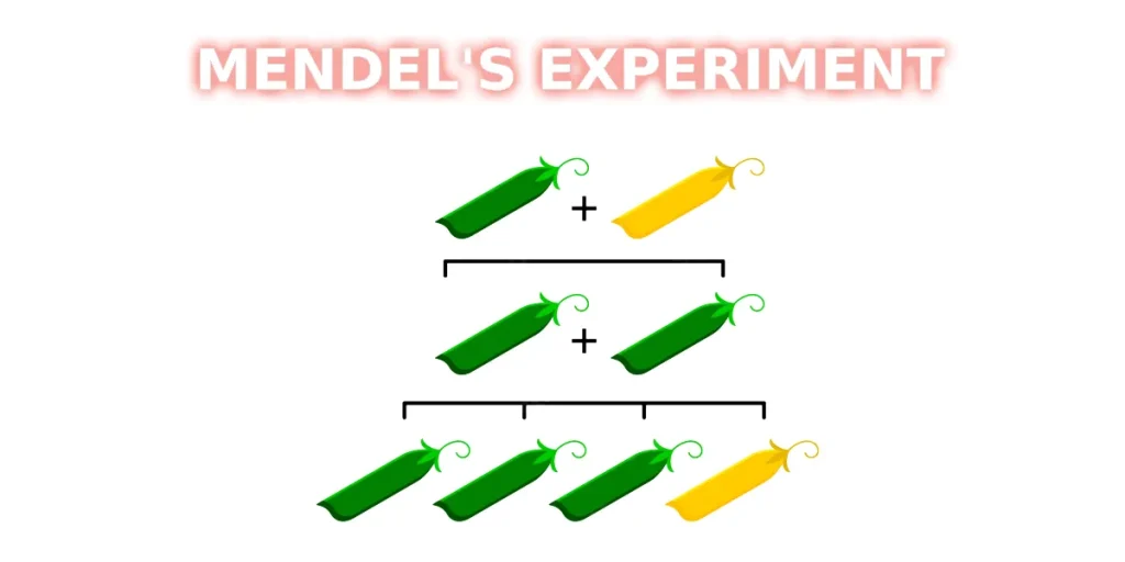 優性と劣性の意味