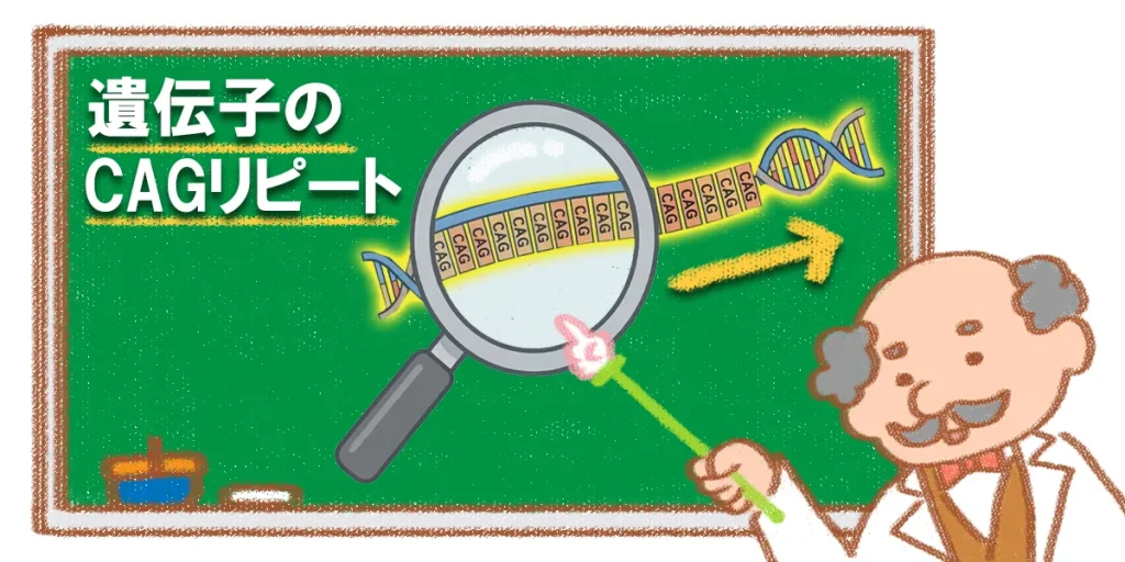 遺伝性の脊髄小脳変性症はCAGリピートが通常よりも長く伸びている