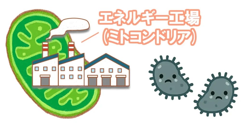 多系統萎縮症は活性酸素が増えて神経細胞が徐々に壊れていく