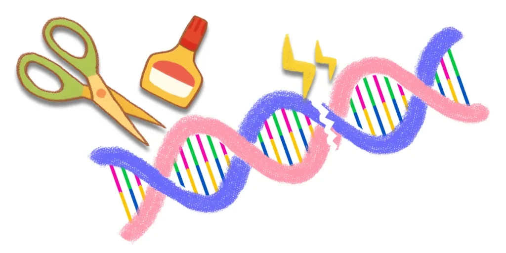 DNAの修復がうまくいかないと傷が溜まり細胞が死滅する